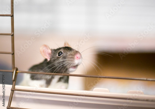 A domesticated pet rat or "Fancy Rat" peeking out of its cage