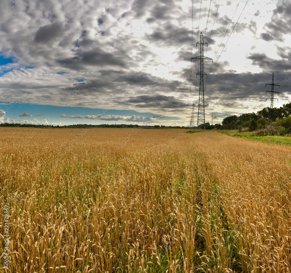 Fototapeta premium Field with ripened crops in the Leningrad region.