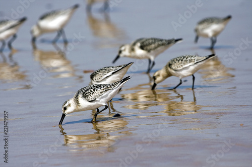 Sanderling / Calidris alba
