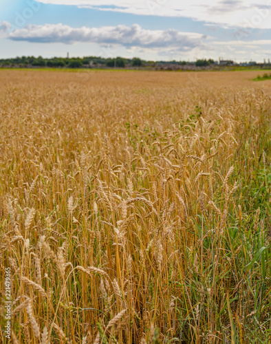 Field with ripened crops in the Leningrad region.