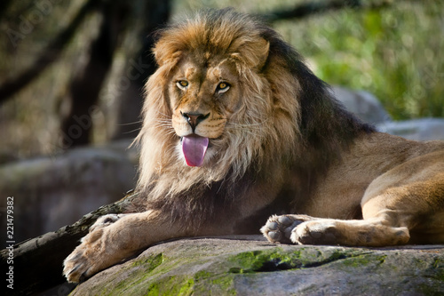 Fototapeta Naklejka Na Ścianę i Meble -  Lion with his tongue sticking out