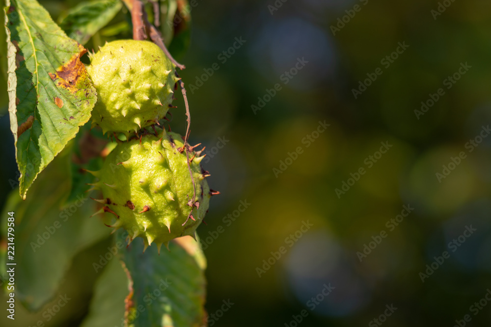close up of horse chestnut fruit or conkers just before they ripen in the UK autumn with space for caption close up of horse chestnut fruit or conkers just before they ripen in the UK autumn with space for caption