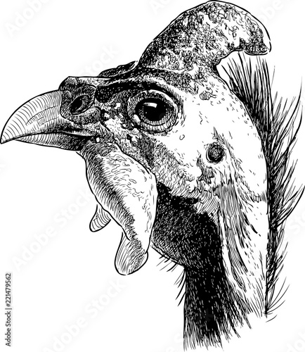 Hand drawing of a head of a male guinea fowl