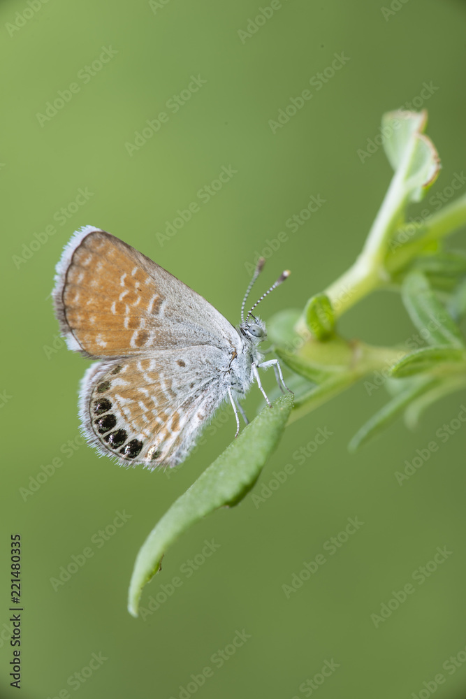 Mariposa Western Pygmy Blue (Brephidium exile) Mariposa Western Pygmy Blue (Brephidium exile)