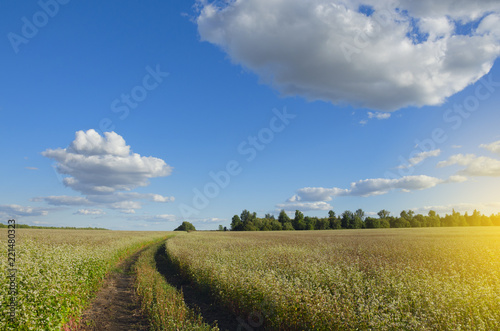 Sunny summer landscape with ground country road passing through the fields of blooming buckwheat.