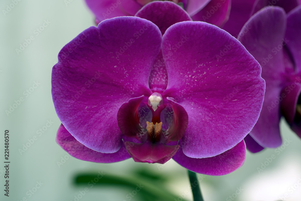 Obraz premium Close-up of a purple orchid (phalaenopsis)