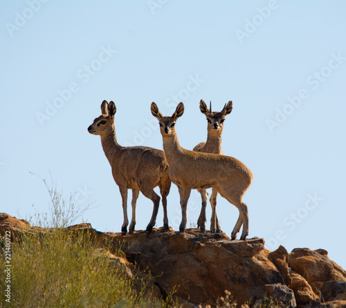 Klipspringer Trio photo