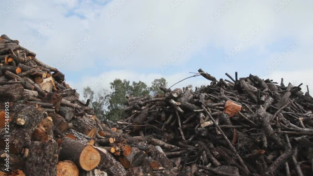 Large piles of firewood in yard Large piles of firewood in yard