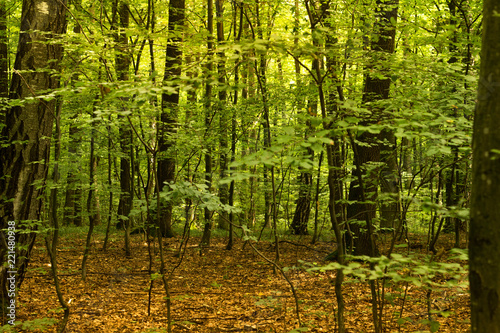Beech forest, the main forest-forming species of Europe