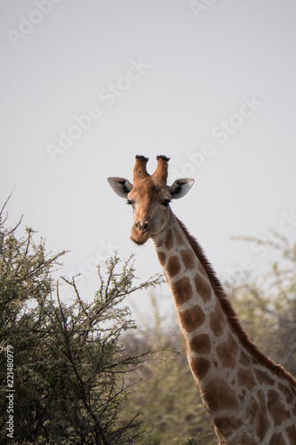 Fototapeta Naklejka Na Ścianę i Meble -  Giraffe in Etosha National Park, Namibia