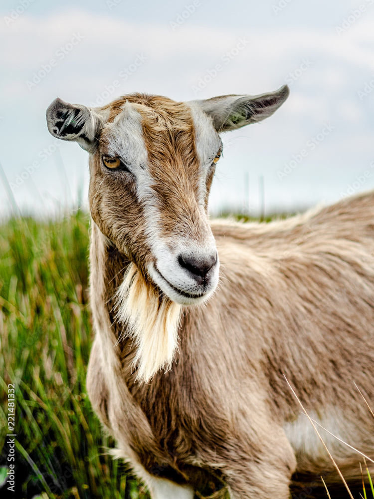 Fototapeta premium Goat