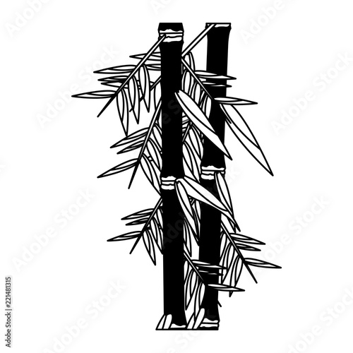 Bamboo asian plant in black and white