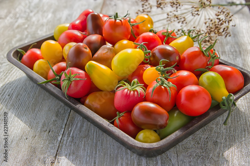 Fresh multi-colored small tomatoes on a sunny day on an iron tray on a wooden table. Dill on the back of tray. Background. Vegetarian concept