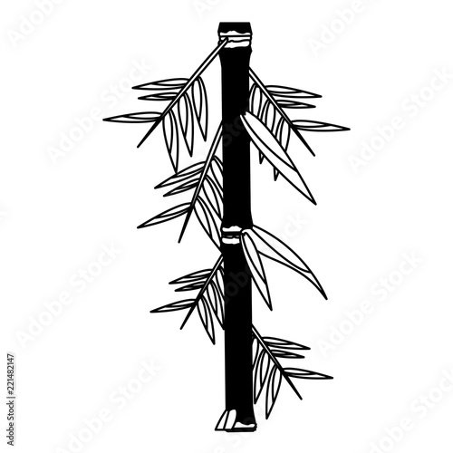 Bamboo asian plant in black and white