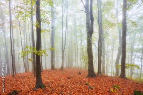 Forest trail in the mountains on autumn day. photo