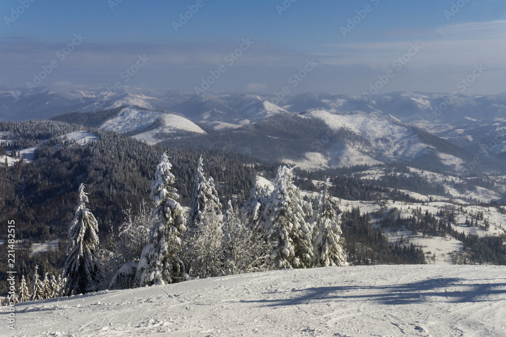 Snow-covered firs on the background of mountains