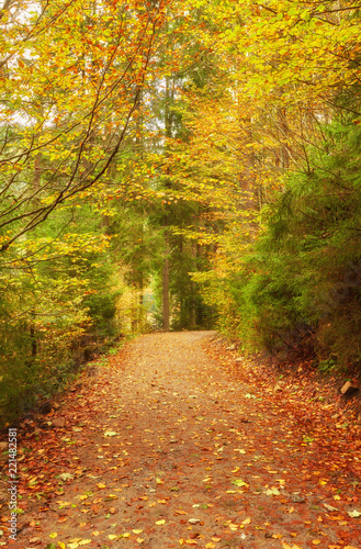 Fototapeta Naklejka Na Ścianę i Meble -  Pathway through the autumn forest