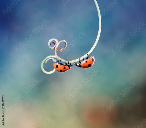 two beautiful ladybug crawling on a winding twig forward towards each other