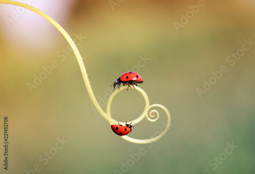 two beautiful ladybug crawling on a winding twig forward towards each other photo