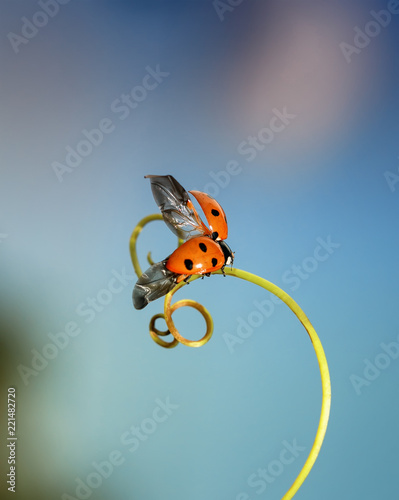 little beautiful ladybug crawling on a winding blade of grass spreading its w...