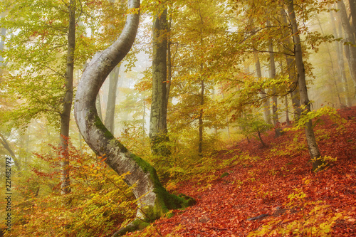 Forest trail in the mountains on autumn day. photo