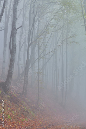 Forest trail in the mountains on autumn day.