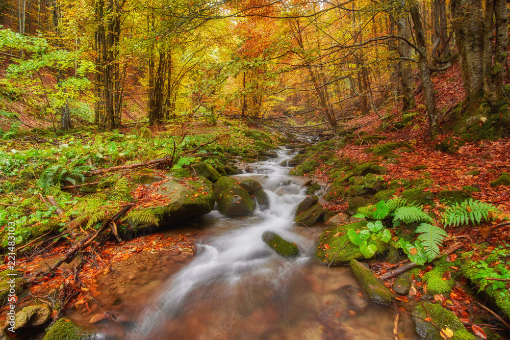 autumn stream in the forest, gold autumn European landscape