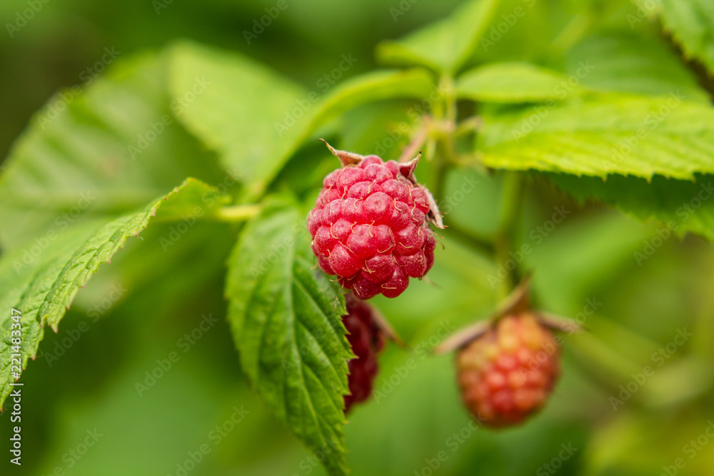 Himbeeren am Strauch Himbeeren am Strauch