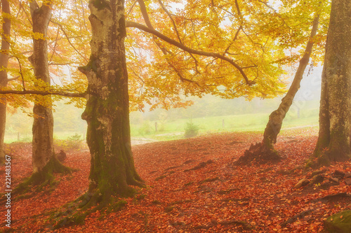 Forest trail in the mountains on autumn day. photo