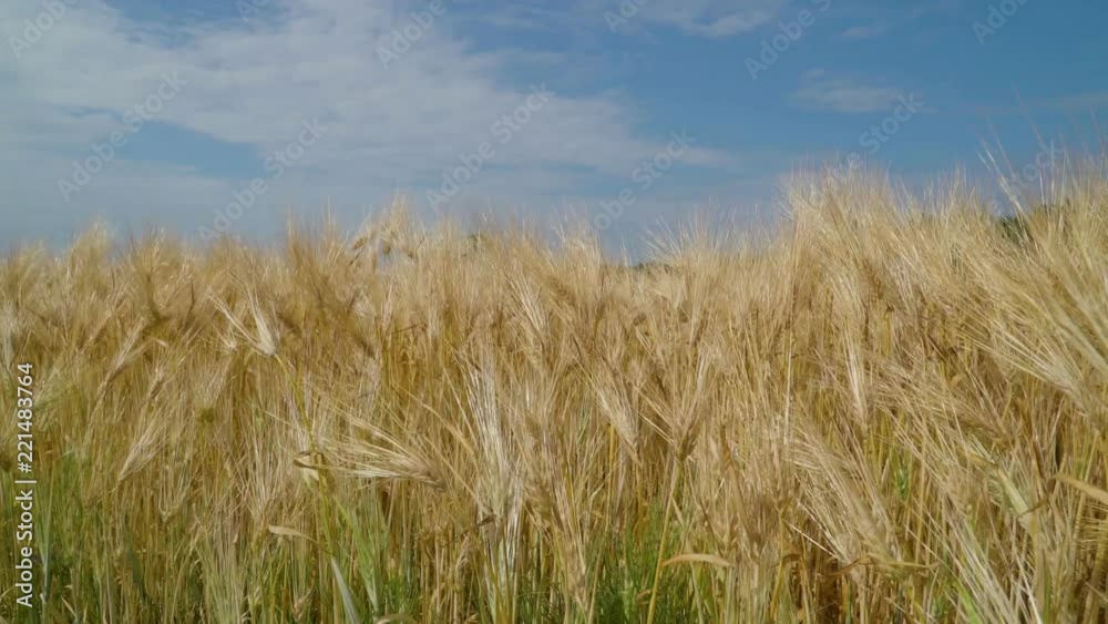 19518_Long_grains_of_the_barley_plants_on_the_farm.mov 19518_Long_grains_of_the_barley_plants_on_the_farm.mov