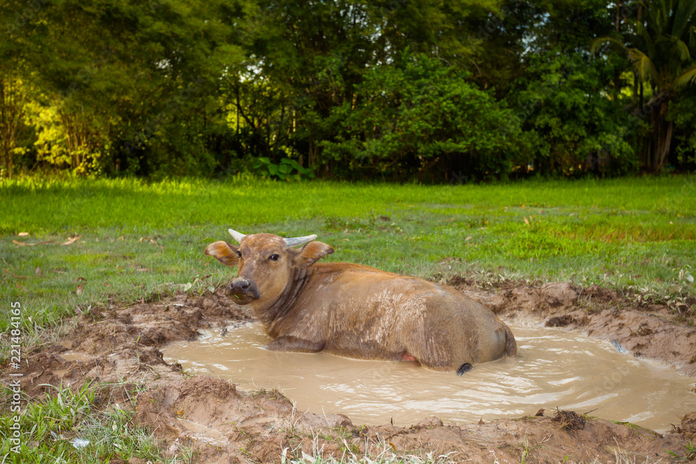 Buffalo muddy in mud pond It is a Buffalo way of life. Buffalo muddy in mud pond It is a Buffalo way of life.