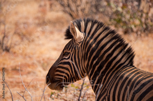 Zebra in Etosha National Park, Nambia