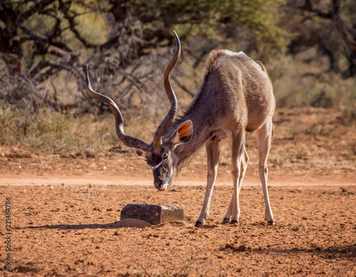 Kudu Bull