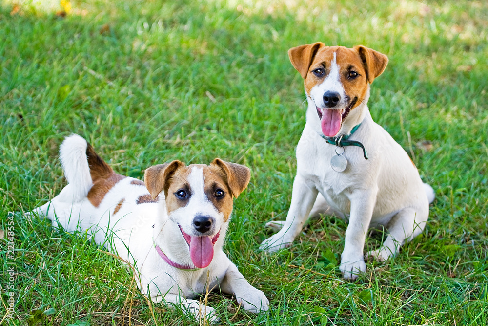 Jack Russell's puppies are played with each other