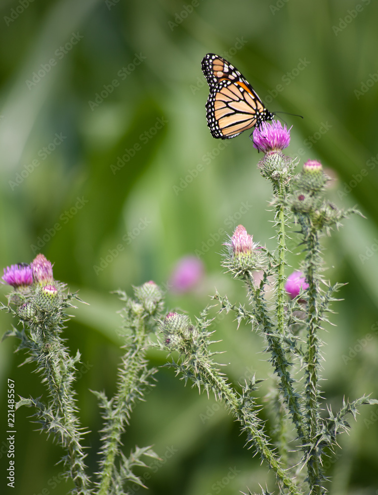 Obraz premium Monarch butterfly on thistle