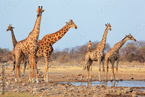 Giraffe herd (Giraffa camelopardalis) at a waterhole, Etosha National Park, Namibia.