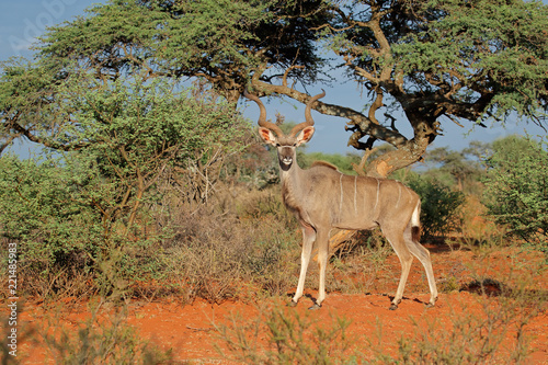 Male kudu antelope (Tragelaphus strepsiceros) in natural habitat, South Africa.