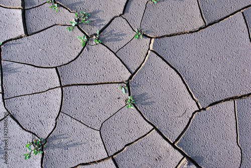 Polygonum aviculare (common knotgrass, prostrate knotweed, birdweed, pigweed, lowgrass) green leaves growing through cracks on dry ground with rain drops texture, top view photo