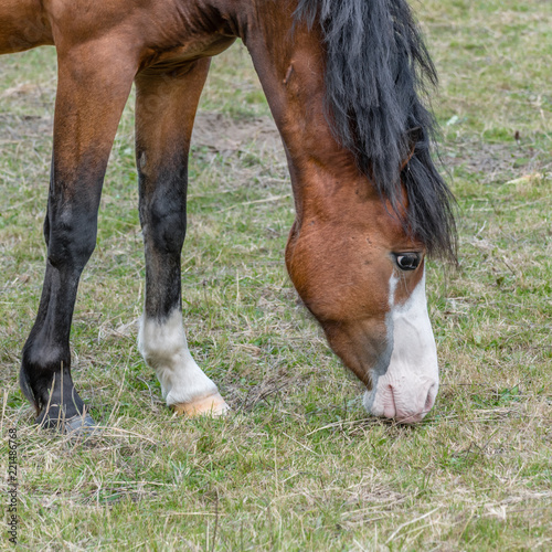 Young Horse in a Field