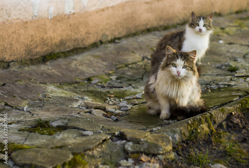 Cats on the rock © Надежда Фомина