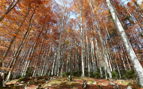 camminando per i boschi d'autunno photo