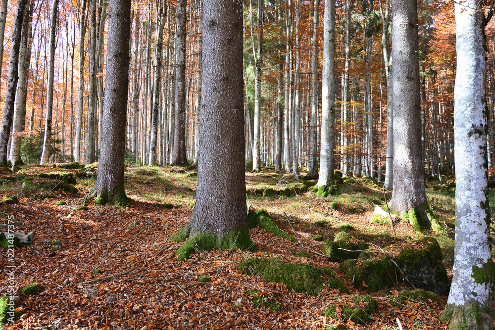 le bellissime foreste d'autunno le bellissime foreste d'autunno