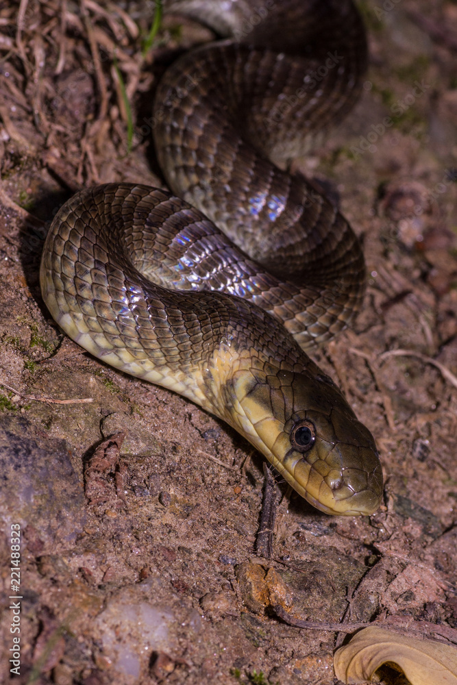 Fototapeta premium serpente