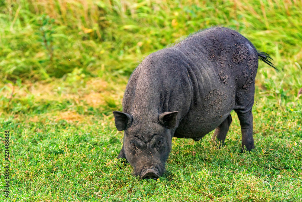 Cute black funny active Vietnamese pig outdoor Cute black funny active Vietnamese pig outdoor