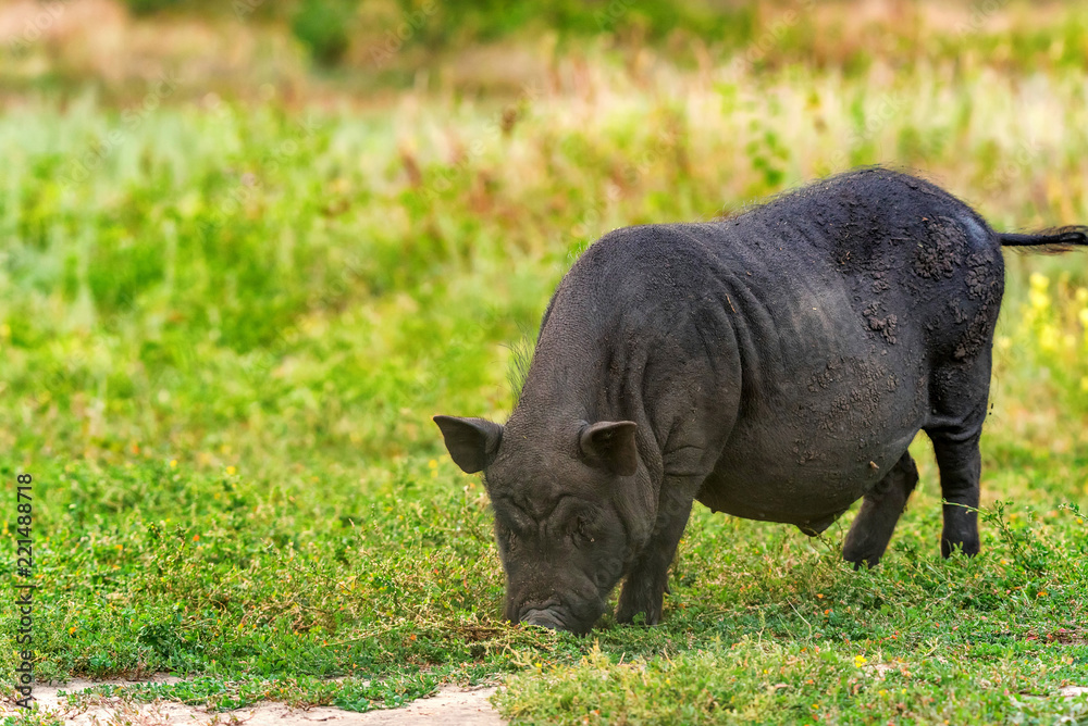Cute black funny active Vietnamese pig outdoor Cute black funny active Vietnamese pig outdoor
