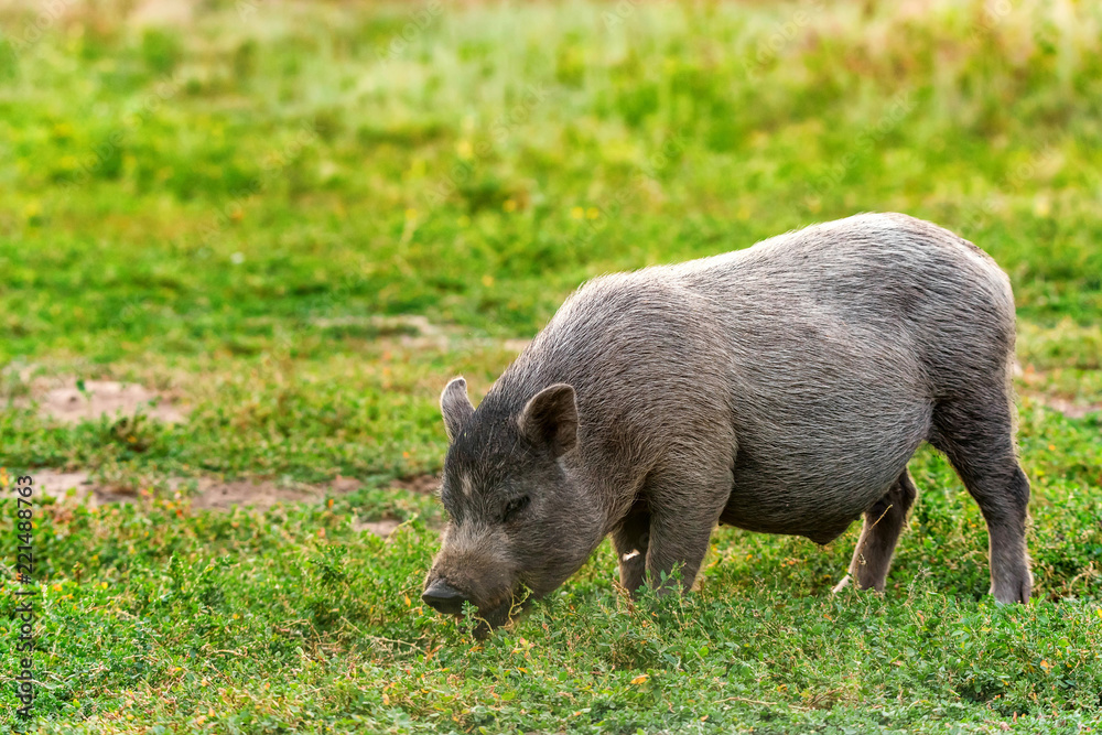 Cute black funny active Vietnamese pig outdoor Cute black funny active Vietnamese pig outdoor