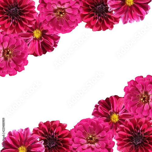 Beautiful floral background of tsiniyas and dahlias 