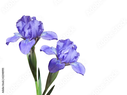 Fototapeta Naklejka Na Ścianę i Meble -  Purple Iris Flowers