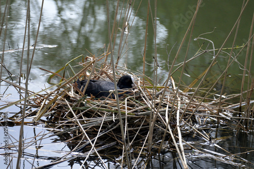 breeding bald coot in its nest (fulica atra)