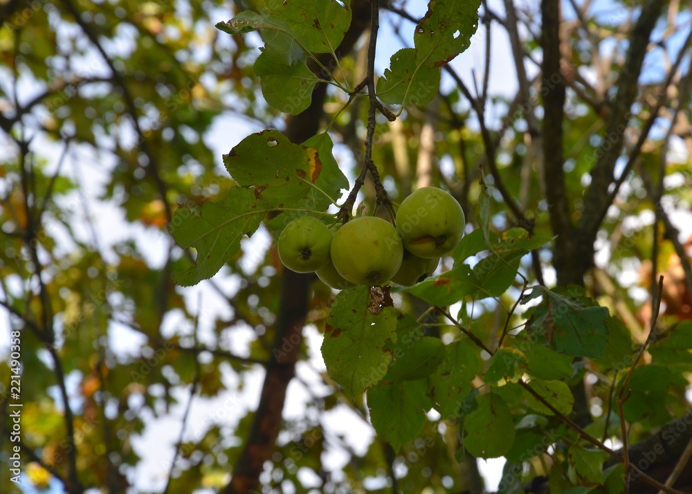 Äpfel hängen am Apfelbaum im September Äpfel hängen am Apfelbaum im September